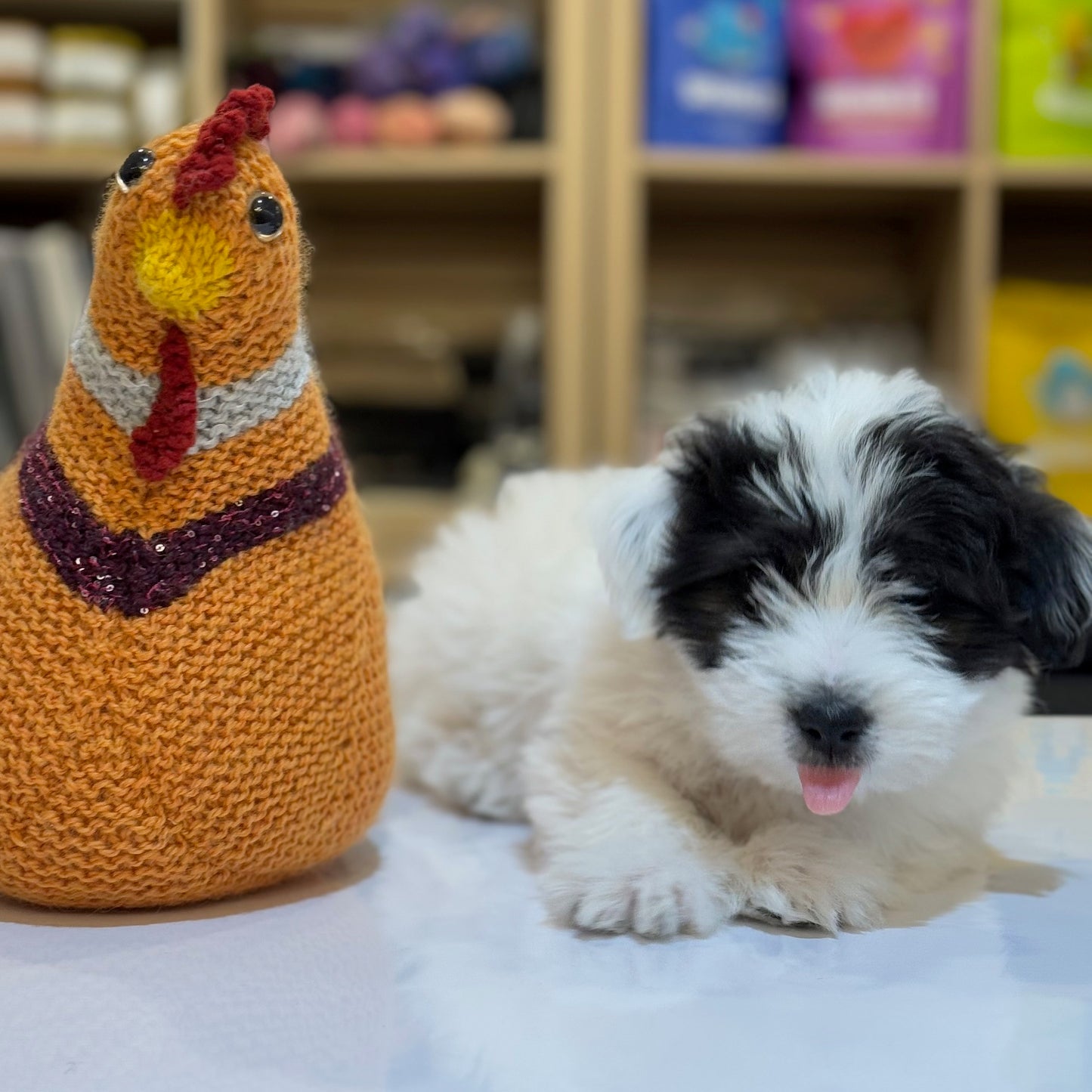 Emotional Support Chicken