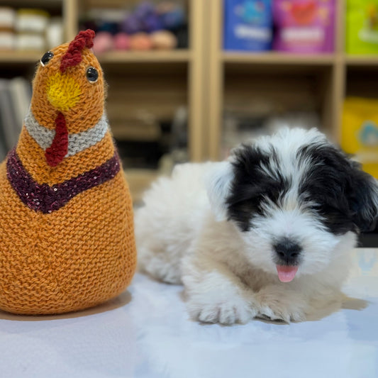 Emotional Support Chicken